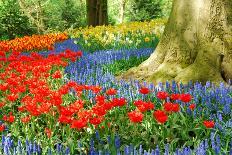 Colorful Springflowers and Blossom in Dutch Spring Garden 'Keukenhof' in Holland-dzain-Photographic Print