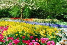 Colorful Springflowers in Dutch Spring Garden 'Keukenhof' in Holland-dzain-Photographic Print