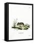 Dzhungarian Dwarf Hamster-null-Framed Stretched Canvas