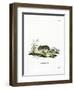 Dzhungarian Dwarf Hamster-null-Framed Giclee Print