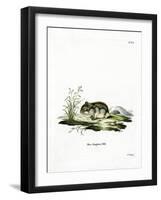 Dzhungarian Dwarf Hamster-null-Framed Giclee Print