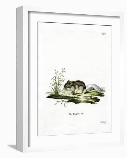 Dzhungarian Dwarf Hamster-null-Framed Giclee Print