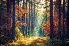 Autumn Forest Nature. Vivid Morning in Colorful Forest with Sun Rays through Branches of Trees. Sce-Dzmitrock-Mounted Photographic Print