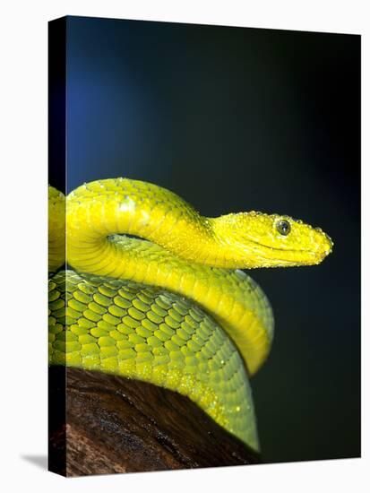 E African Mamba, Dendoaspis Angusticeps-Lynn M^ Stone-Stretched Canvas