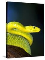 E African Mamba, Dendoaspis Angusticeps-Lynn M^ Stone-Stretched Canvas