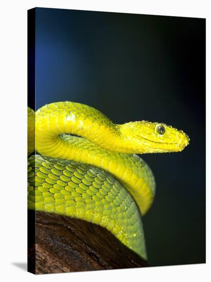 E African Mamba, Dendoaspis Angusticeps-Lynn M^ Stone-Stretched Canvas