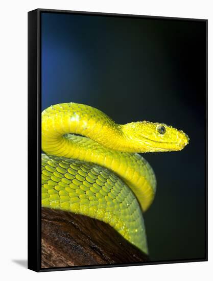 E African Mamba, Dendoaspis Angusticeps-Lynn M^ Stone-Framed Stretched Canvas