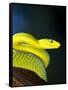 E African Mamba, Dendoaspis Angusticeps-Lynn M^ Stone-Framed Stretched Canvas