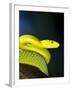 E African Mamba, Dendoaspis Angusticeps-Lynn M^ Stone-Framed Premium Photographic Print