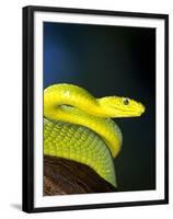 E African Mamba, Dendoaspis Angusticeps-Lynn M^ Stone-Framed Premium Photographic Print