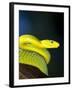 E African Mamba, Dendoaspis Angusticeps-Lynn M^ Stone-Framed Premium Photographic Print