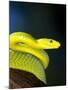 E African Mamba, Dendoaspis Angusticeps-Lynn M^ Stone-Mounted Premium Photographic Print