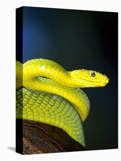 E African Mamba, Dendoaspis Angusticeps-Lynn M^ Stone-Stretched Canvas