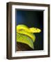 E African Mamba, Dendoaspis Angusticeps-Lynn M^ Stone-Framed Premium Photographic Print