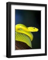 E African Mamba, Dendoaspis Angusticeps-Lynn M^ Stone-Framed Premium Photographic Print