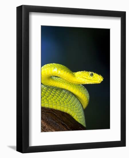 E African Mamba, Dendoaspis Angusticeps-Lynn M^ Stone-Framed Premium Photographic Print