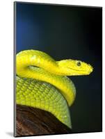 E African Mamba, Dendoaspis Angusticeps-Lynn M^ Stone-Mounted Premium Photographic Print