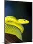 E African Mamba, Dendoaspis Angusticeps-Lynn M^ Stone-Mounted Premium Photographic Print