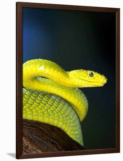 E African Mamba, Dendoaspis Angusticeps-Lynn M^ Stone-Framed Photographic Print