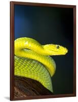 E African Mamba, Dendoaspis Angusticeps-Lynn M^ Stone-Framed Photographic Print