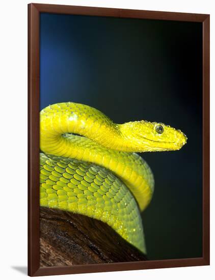 E African Mamba, Dendoaspis Angusticeps-Lynn M^ Stone-Framed Photographic Print