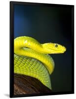 E African Mamba, Dendoaspis Angusticeps-Lynn M^ Stone-Framed Photographic Print