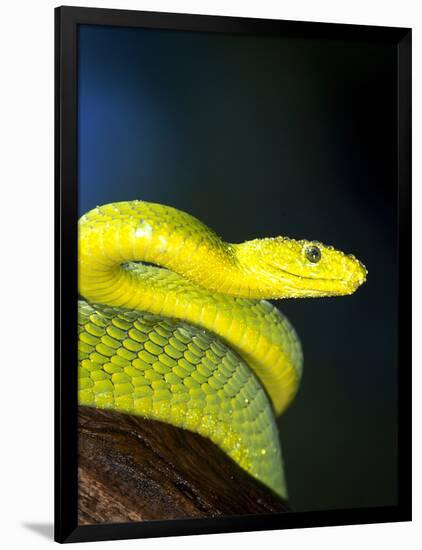 E African Mamba, Dendoaspis Angusticeps-Lynn M^ Stone-Framed Photographic Print