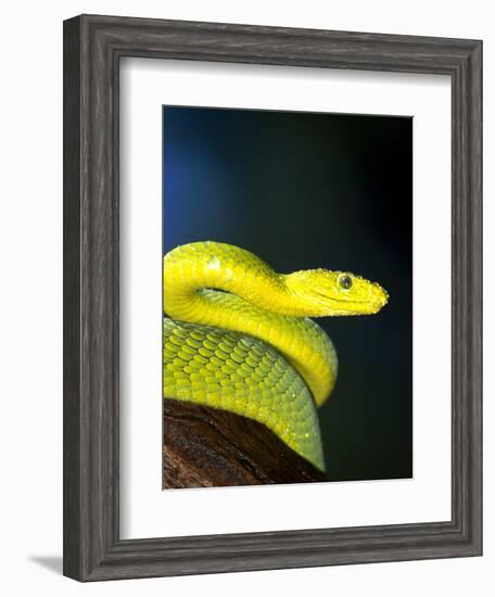 E African Mamba, Dendoaspis Angusticeps-Lynn M^ Stone-Framed Photographic Print