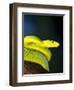 E African Mamba, Dendoaspis Angusticeps-Lynn M^ Stone-Framed Photographic Print