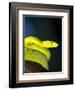 E African Mamba, Dendoaspis Angusticeps-Lynn M. Stone-Framed Photographic Print