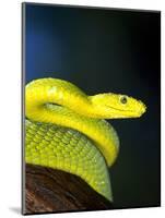 E African Mamba, Dendoaspis Angusticeps-Lynn M^ Stone-Mounted Photographic Print