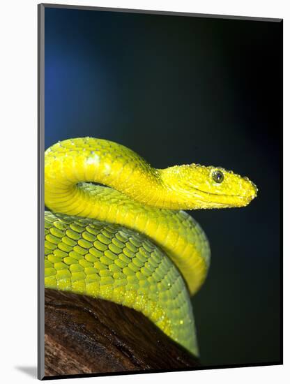 E African Mamba, Dendoaspis Angusticeps-Lynn M^ Stone-Mounted Photographic Print