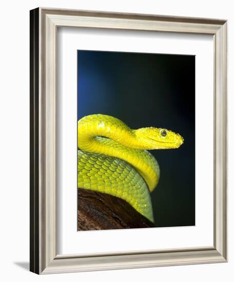 E African Mamba, Dendoaspis Angusticeps-Lynn M^ Stone-Framed Photographic Print