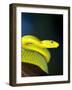 E African Mamba, Dendoaspis Angusticeps-Lynn M^ Stone-Framed Photographic Print