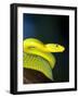 E African Mamba, Dendoaspis Angusticeps-Lynn M^ Stone-Framed Photographic Print