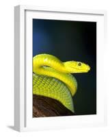 E African Mamba, Dendoaspis Angusticeps-Lynn M^ Stone-Framed Photographic Print