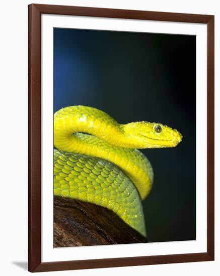 E African Mamba, Dendoaspis Angusticeps-Lynn M^ Stone-Framed Photographic Print