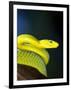 E African Mamba, Dendoaspis Angusticeps-Lynn M^ Stone-Framed Photographic Print