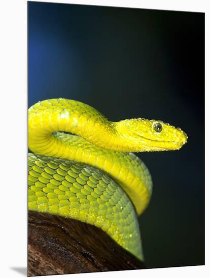 E African Mamba, Dendoaspis Angusticeps-Lynn M^ Stone-Mounted Photographic Print