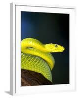 E African Mamba, Dendoaspis Angusticeps-Lynn M^ Stone-Framed Photographic Print