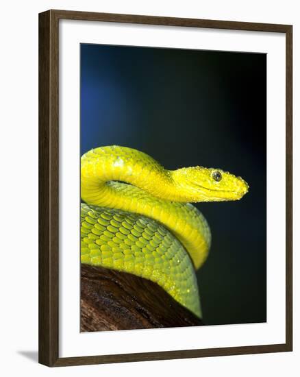 E African Mamba, Dendoaspis Angusticeps-Lynn M^ Stone-Framed Photographic Print