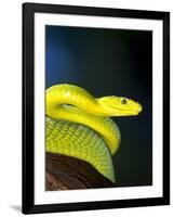 E African Mamba, Dendoaspis Angusticeps-Lynn M^ Stone-Framed Photographic Print