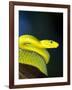 E African Mamba, Dendoaspis Angusticeps-Lynn M^ Stone-Framed Photographic Print