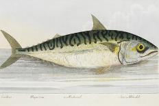 Illustration Of a Salmon Trout-E. Albin-Framed Giclee Print