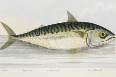 Illustration Of a Salmon Trout-E. Albin-Giclee Print