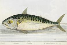 A Mackerel-E. Albin-Giclee Print