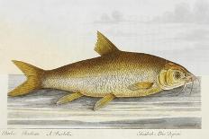 The Perch From the River Rhino-E. Albin-Giclee Print