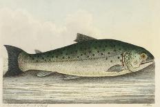 Illustration Of a Salmon Trout-E. Albin-Giclee Print