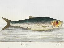 Illustration Of a Salmon Trout-E. Albin-Giclee Print