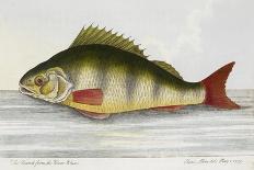 Illustration Of a Salmon Trout-E. Albin-Giclee Print